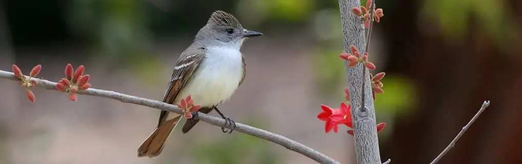AshThroatedFlycatcher_1018